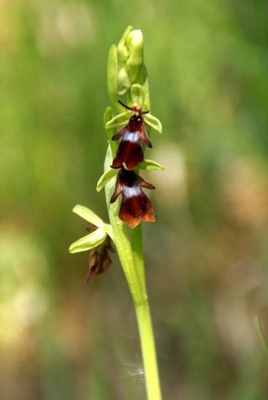 Unser Orchideenpark Bild Nr.053